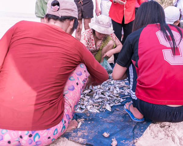 Junge Menschen hocken am Strand und sortieren kleine Fische auf einer Plane im Sand
